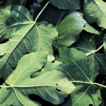Mastica 2 foglie di fico e vedi cosa succede nel tuo corpo. Effetti benefici inaspettati di cui sicuramente non eri a conoscenza