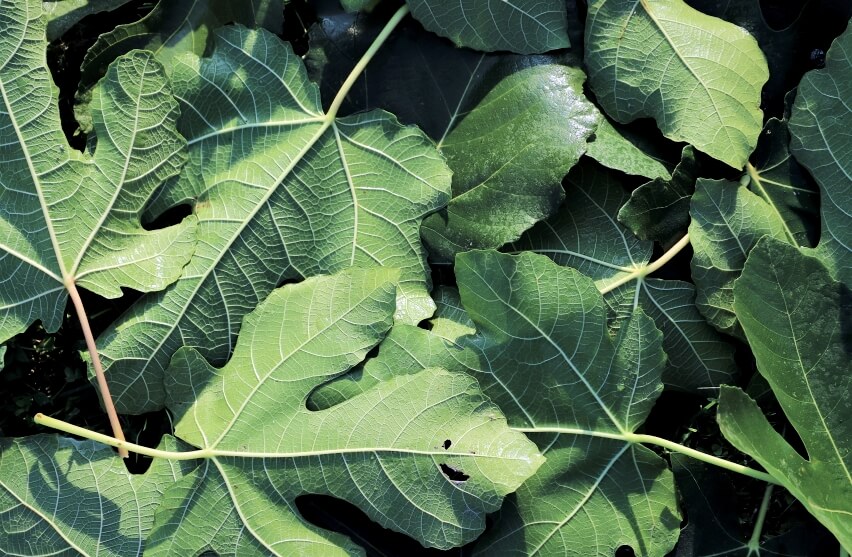 Mastica 2 foglie di fico e vedi cosa succede nel tuo corpo. Effetti benefici inaspettati di cui sicuramente non eri a conoscenza