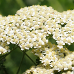 Estratto di Achillea millefolium: studi recenti sugli effetti sugli ormoni e sulla salute delle donne