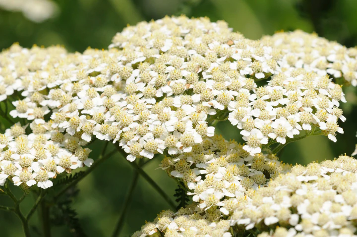 Estratto di Achillea millefolium: studi recenti sugli effetti sugli ormoni e sulla salute delle donne