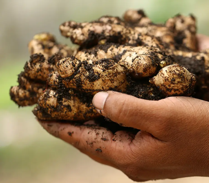 La pianta che rigenera la pelle e rinforza l’immunità. È conosciuta come l’oro piccante