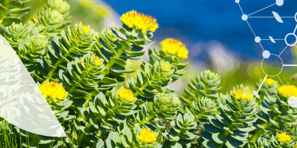 Plante adattogene: cosa sono e quali meritano di essere testate