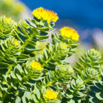 Plante adattogene: cosa sono e quali meritano di essere testate