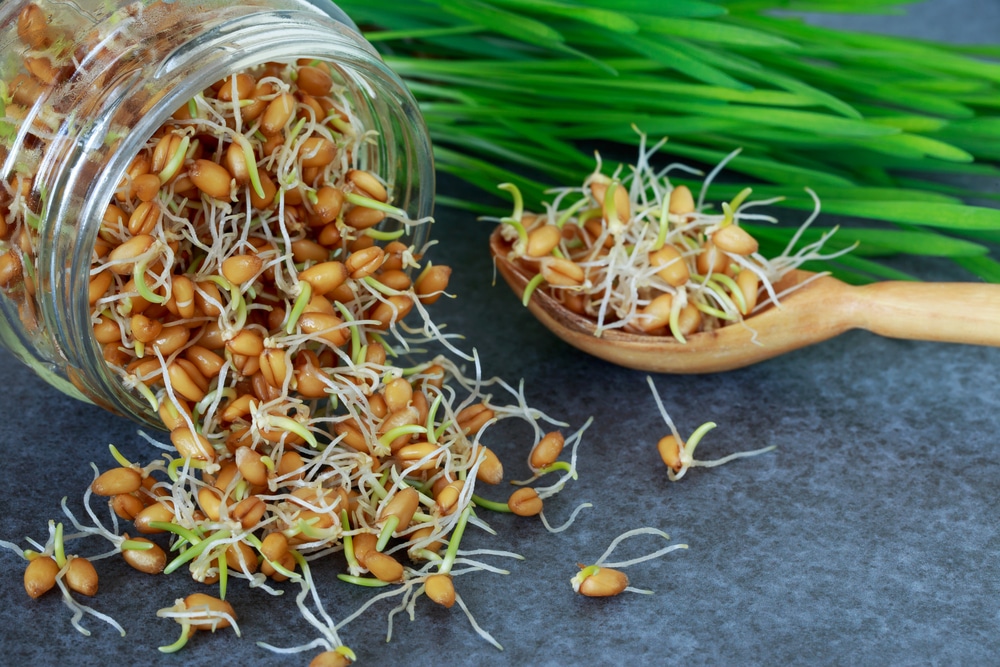 I germogli di grano hanno effetti terapeutici molto potenti