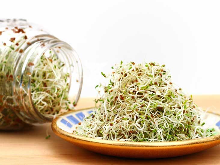 Germogli di alfalfa: benefici sostanziali per la salute e come coltivarli a casa