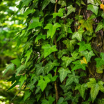 Edera che cura polmoni, pelle e articolazioni: pianta straordinaria con effetti medicinali