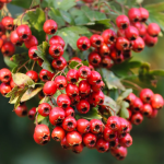 Il biancospino: l’albero del cuore sano e del sonno tranquillo e come utilizzarlo per i risultati più visibili (ricette)
