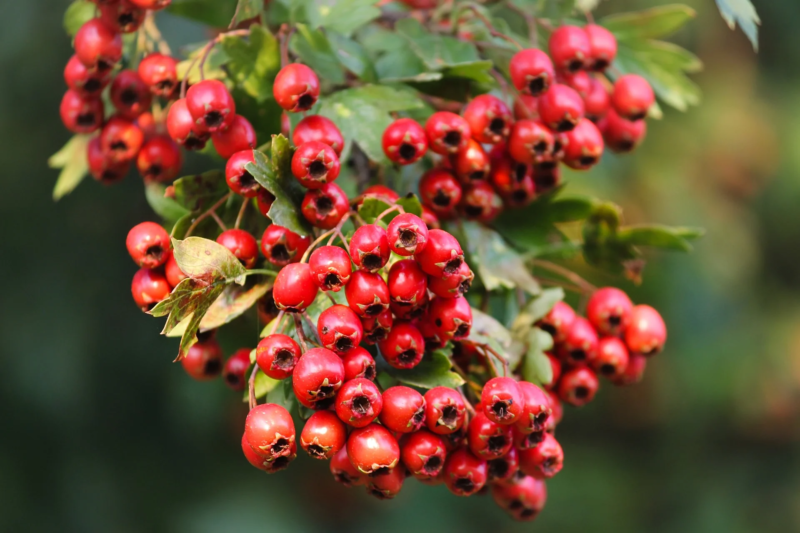 Il biancospino: l’albero del cuore sano e del sonno tranquillo e come utilizzarlo per i risultati più visibili (ricette)
