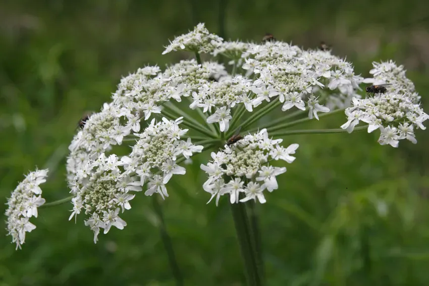Branca-ursului: pianta vitalității și a echilibrului hormonal natural