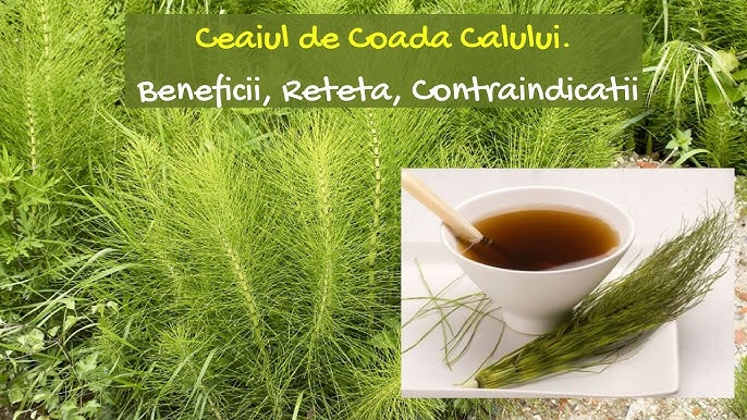 Tè di coda di cavallo: un potente rimedio naturale