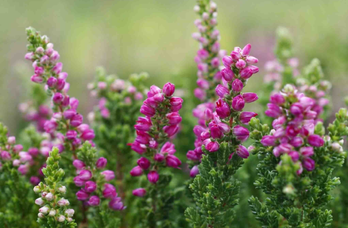 Erica, l’alleato poco conosciuto nelle turbolenze nervose