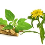 Le piante più efficaci per il sistema nervoso: ricette e modalità d’uso
