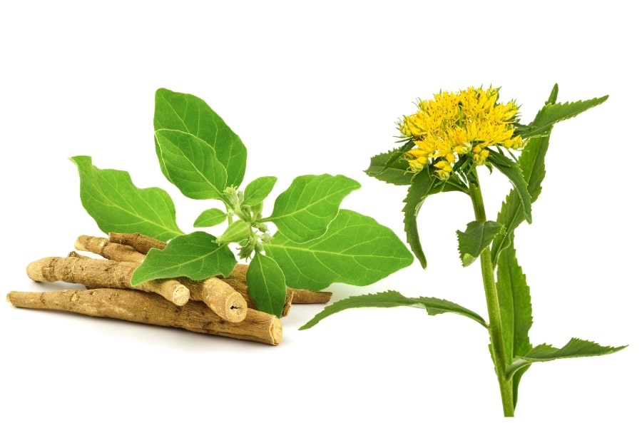Le piante più efficaci per il sistema nervoso: ricette e modalità d’uso