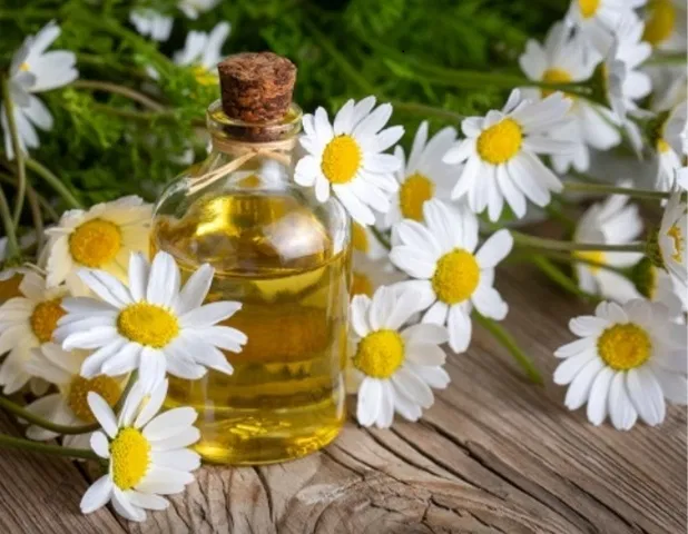 L’olio di camomilla: un alleato dimenticato per la pelle sensibile (ricetta e modalità d’uso)