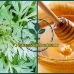 Ricetta monastica con assenzio e miele: il detox amaro che guarisce dall’interno