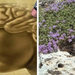 La neurotossicità nel cervello diminuisce con questa pianta! Un alleato contro l’Alzheimer