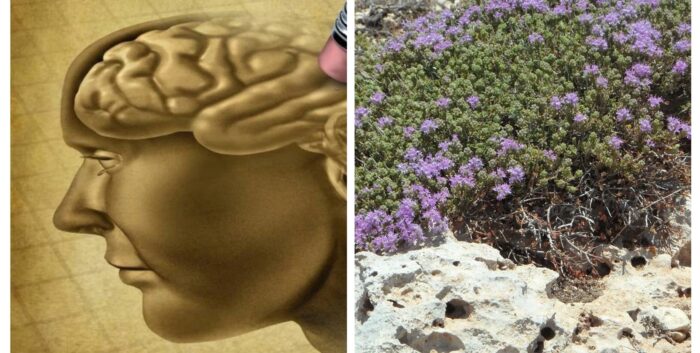 La neurotossicità nel cervello diminuisce con questa pianta! Un alleato contro l’Alzheimer