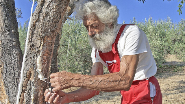 La manna celeste esiste ancora oggi: un contadino riporta in vita il cibo biblico