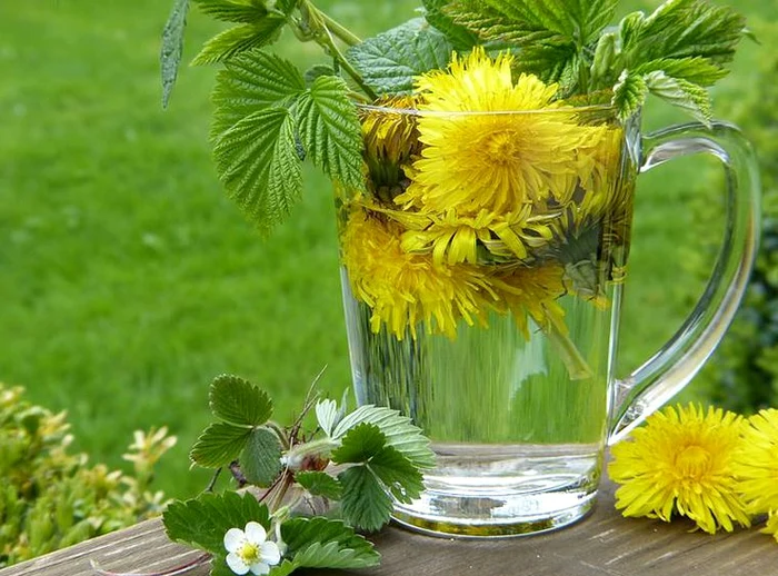 Tisane e tinture di piante primaverili: Ricette e benefici