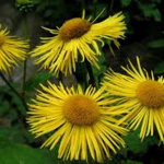 Come si utilizza l’Inula helenium per la salute polmonare (ricette e modalità di somministrazione)