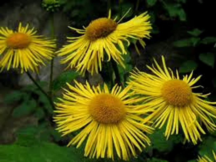 Come si utilizza l’Inula helenium per la salute polmonare (ricette e modalità di somministrazione)