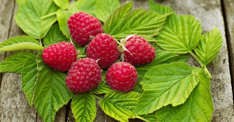 Come usare le foglie di lampone in tisane per la regolazione ormonale