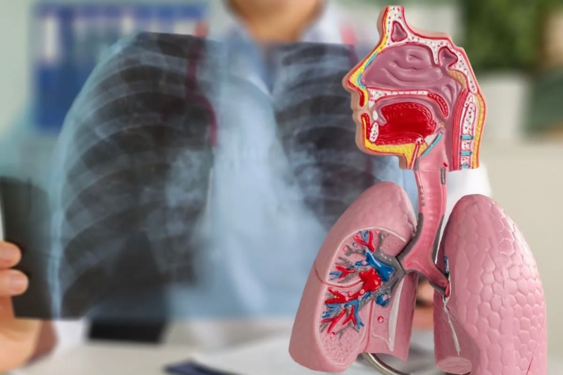 Il timo, la pianta che libera le vie respiratorie: come agisce e cosa dicono gli studi recenti