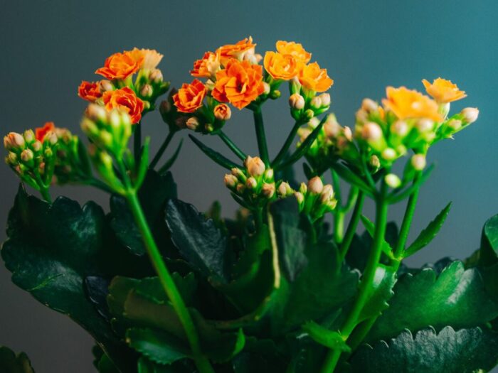Kalanchoe, il chirurgo della natura! Scopri i suoi benefici