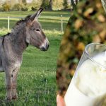 Il latte di asina: una delle bevande più sane e nutrienti