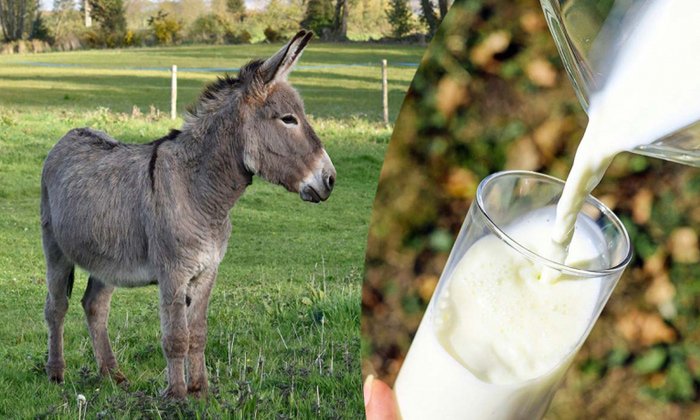 Il latte di asina: una delle bevande più sane e nutrienti