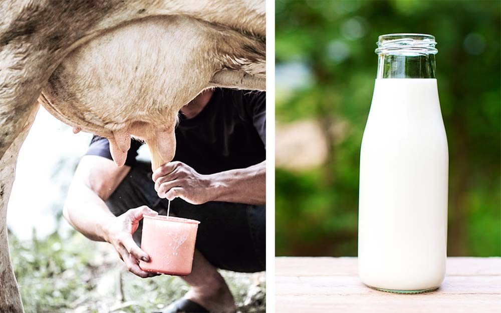 Latte crudo: uno degli alimenti più ricchi di nutrienti al mondo – la verità sul latte crudo