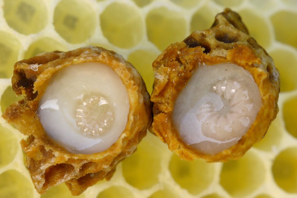Il latte d’api non deve mancare nella dieta: è un medicinale universale straordinariamente potente!