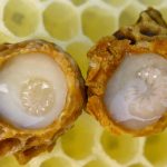 Il latte d’api non deve mancare nella dieta: è un medicinale universale straordinariamente potente!