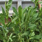 Lattuga Selvatica: Il Tesoro Nascosto nel Tuo Giardino (Come Utilizzarla e a Cosa Serve)