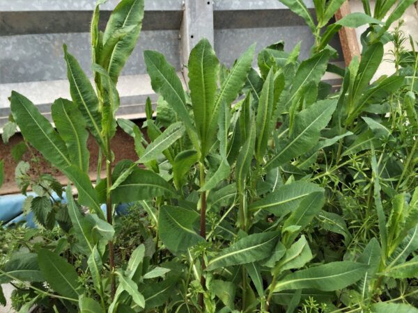 Lattuga Selvatica: Il Tesoro Nascosto nel Tuo Giardino (Come Utilizzarla e a Cosa Serve)
