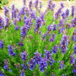 Come agisce il tè di issopo sul sistema respiratorio: 3 ricette con issopo per disturbi respiratori