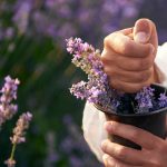 Lavanda: rimedio con poteri miracolosi per ridurre l’ansia, migliorare la qualità del sonno, alleviare la depressione e rilassare i muscoli