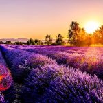 Tre tè per calmare il cuore e la mente (ricette e controindicazioni)