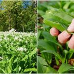 Cura di primavera con l’aglio orsino per l’eliminazione delle tossine dall’organismo e un surplus di salute