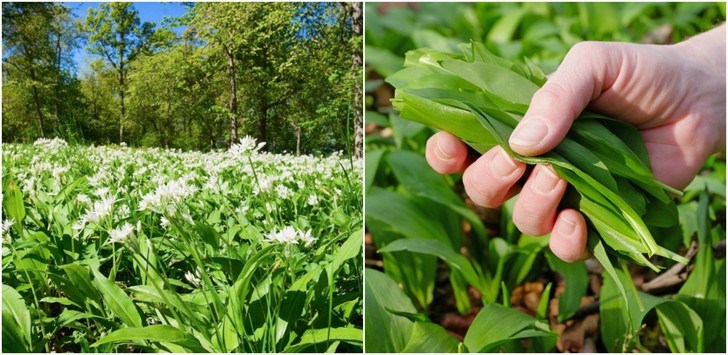 Cura di primavera con l’aglio orsino per l’eliminazione delle tossine dall’organismo e un surplus di salute