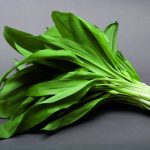 La loro era intensamente utilizzata dai Daci a scopo medicinale e ha molte qualità terapeutiche