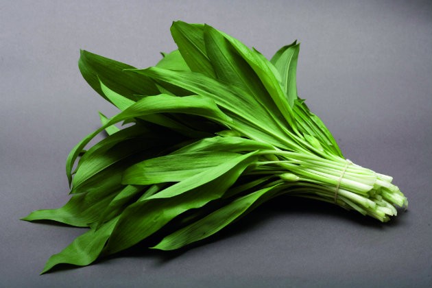 La loro era intensamente utilizzata dai Daci a scopo medicinale e ha molte qualità terapeutiche