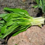 La loro è conosciuta anche come aglio selvatico e ha molti benefici molto potenti per la salute
