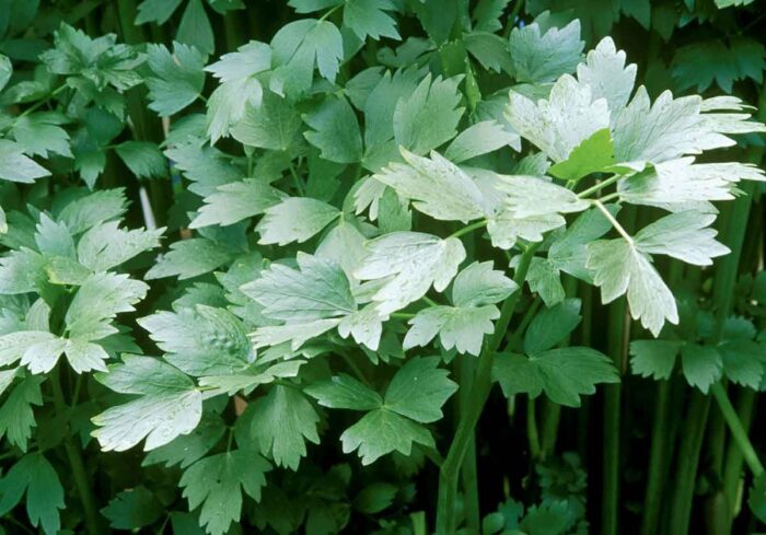Cosa succede nel tuo corpo se mastichi foglie di levistico a stomaco vuoto