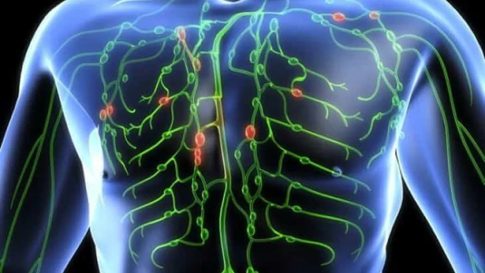 Quali piante aiutano a purificare il sistema linfatico in modo naturale: ricette e raccomandazioni