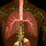 Linfa pulita, corpo più sano: come aiutarla con piante e massaggio