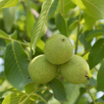 Foglie di noce cotte con sale grosso: cataplasma dimenticata per il reumatismo
