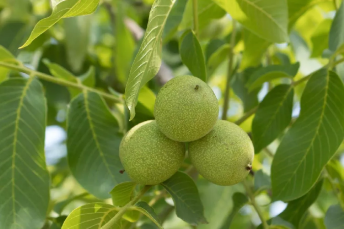 Foglie di noce cotte con sale grosso: cataplasma dimenticata per il reumatismo