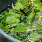 Il macerato di ortica per la fertilizzazione ecologica che ridà vita alle piante