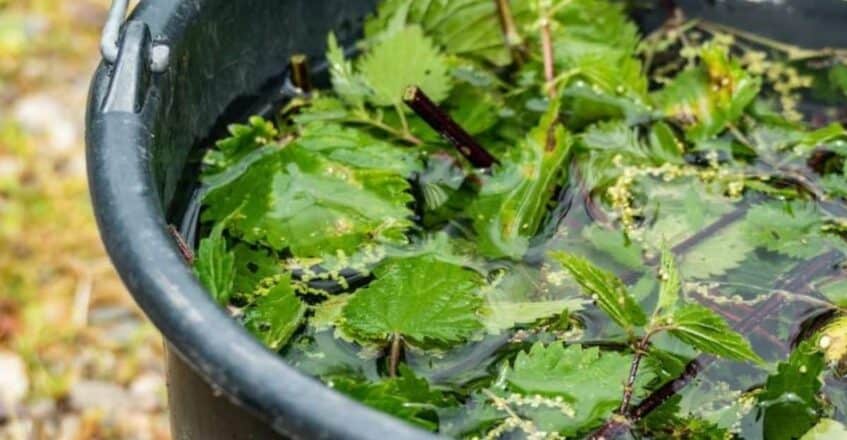 Il macerato di ortica per la fertilizzazione ecologica che ridà vita alle piante